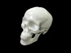 Skull Fish Koiby NooN ( Engraving Serie)